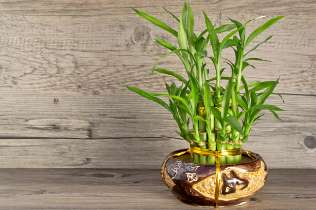 نصائح للعناية بالنباتات المنزليه