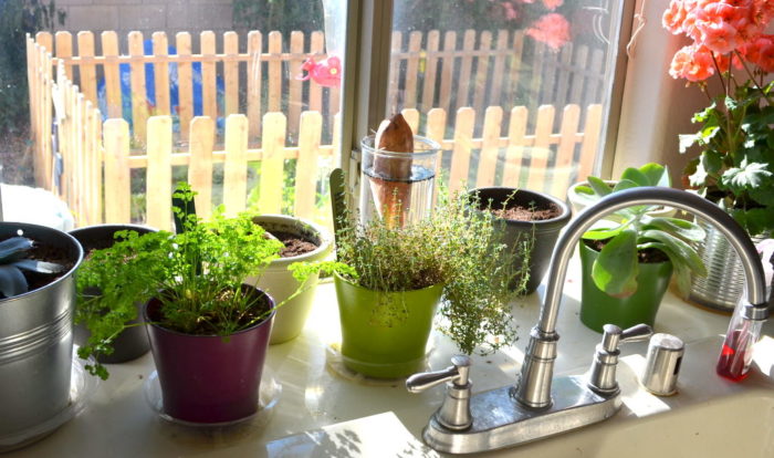 زراعة النباتات في المنزل