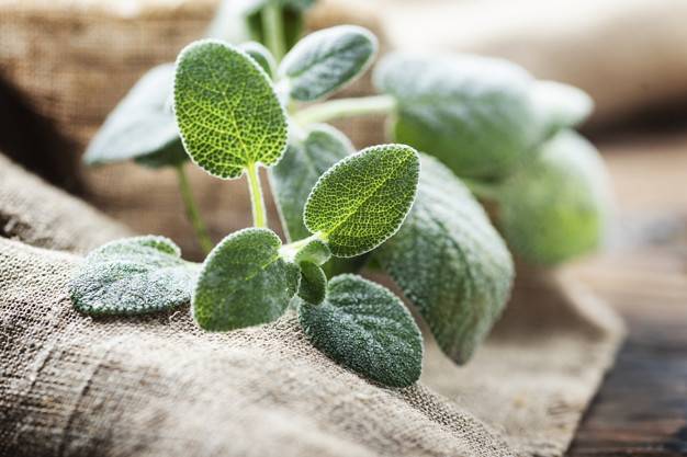 فوائد الميرمية للتخسيس