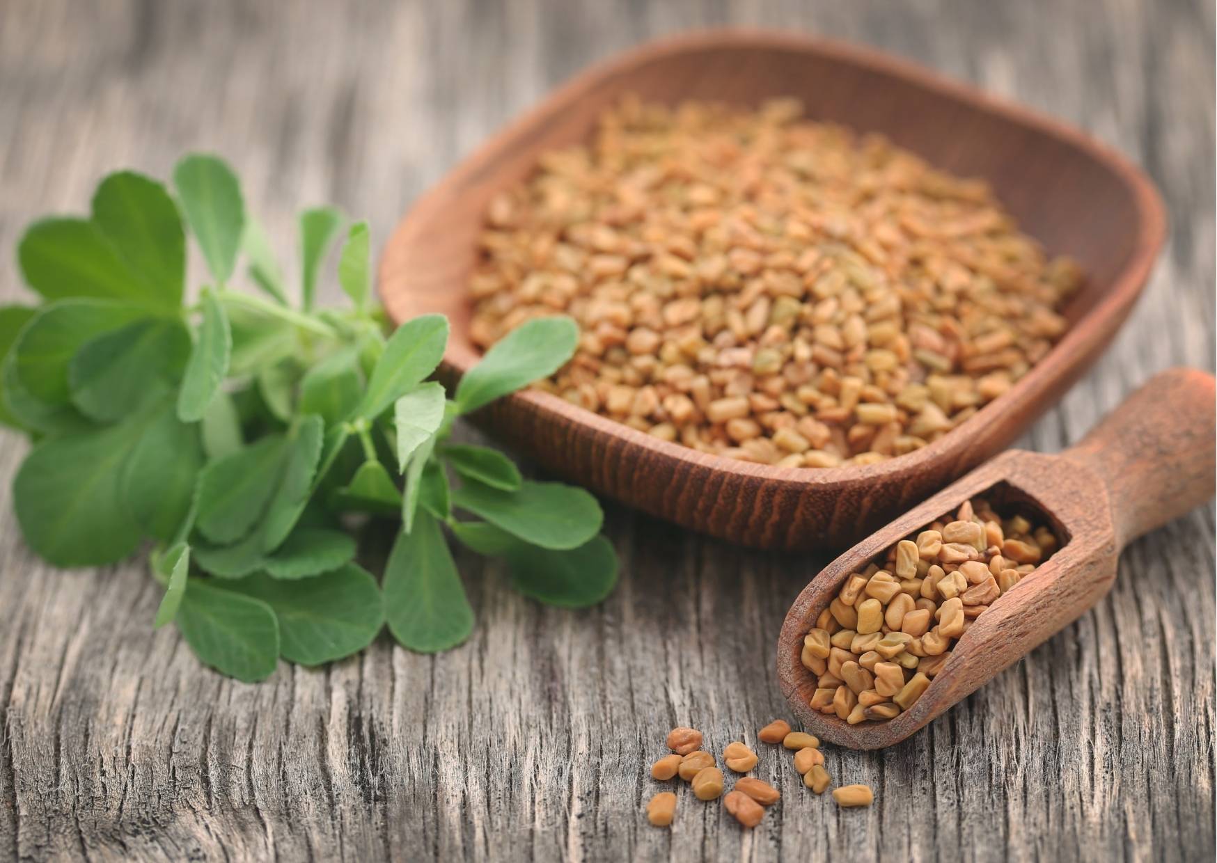 فوائد الحلبة فوائد الحلبة