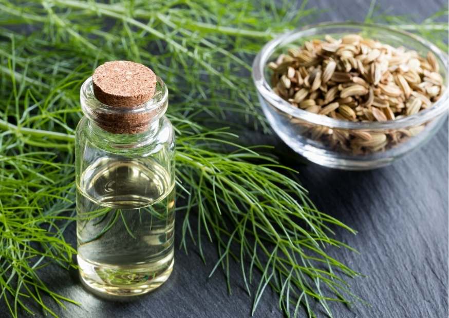 فوائد الشمر الصحية