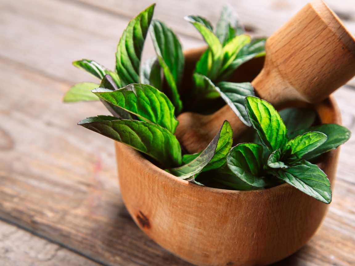 فوائد النعناع فوائد النعناع