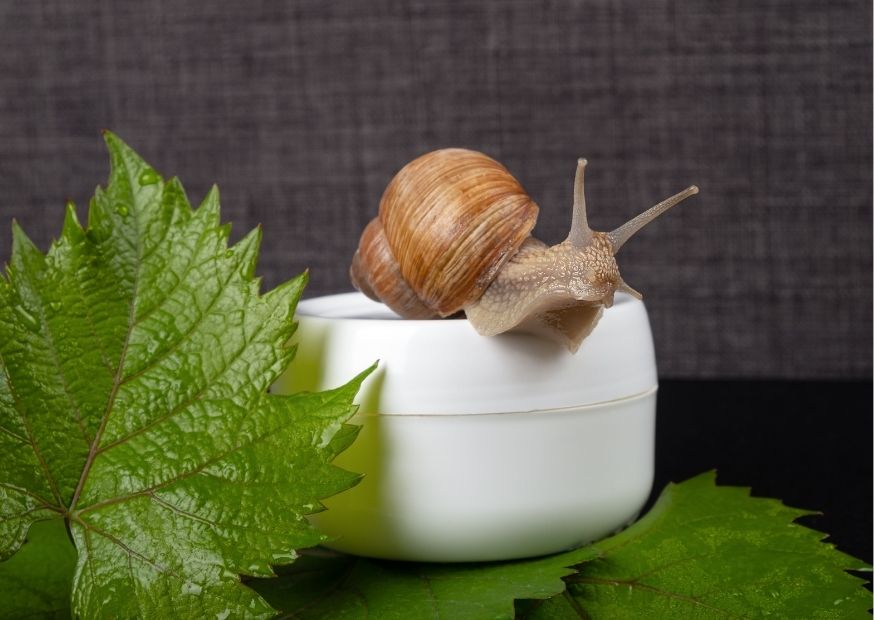 فوائد ماسك الحلزون