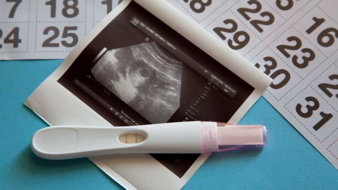 مراحل نمو الجنين شهرياً