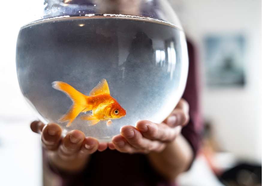 تربية سمك الزينة في المنزل